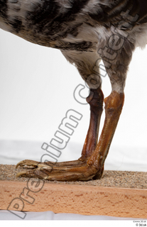 Greater white-fronted goose Anser albifrons leg 0002.jpg